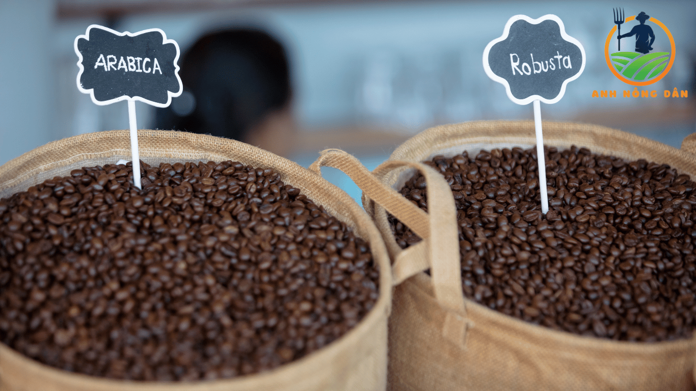 hạt cà phê roubusta và arabica